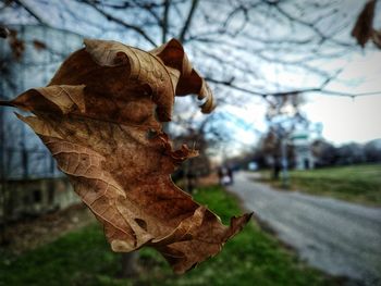 Close-up of dry maple leaves on road