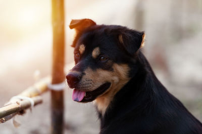 Close-up of dog looking away