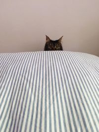 Portrait of cat relaxing on bed at home