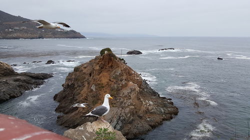 Seagull on rock in sea against sky