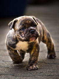 Close-up of puppy on footpath