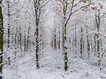 Bare trees in forest during winter