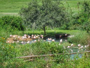 Birds swimming in lake by trees
