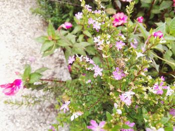 Close-up of pink flowers