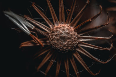 Close-up of wilted flower