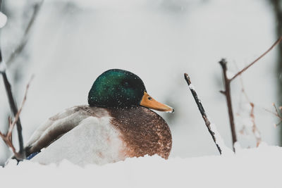 Close-up of a bird on snow