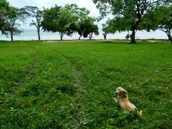 View of a dog on field