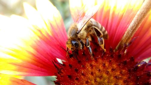 Close-up of bee on pink flower