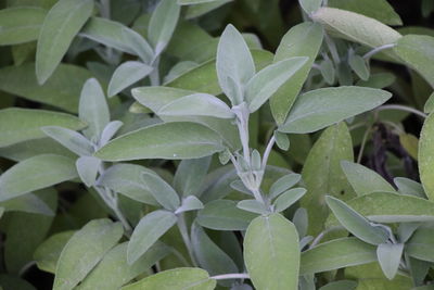 Close-up of water drops on leaves