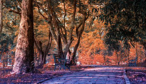 Trees in forest during winter