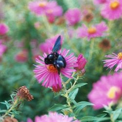 Close-up of bee on purple coneflower