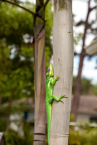 Close-up of lizard on tree trunk