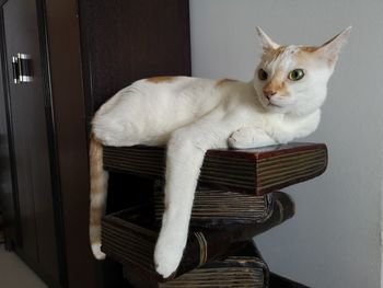 Portrait of cat sitting on chair at home