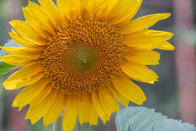 Close-up of sunflower