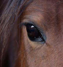 Horse close up