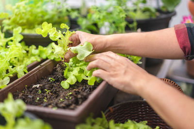 Midsection of person holding leaf
