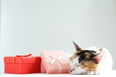 Close-up of a cat over white background