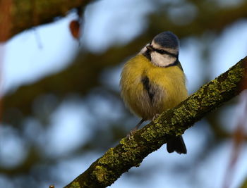 Close-up of blue tit perching on tree