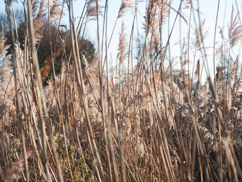 Close-up of stalks in field