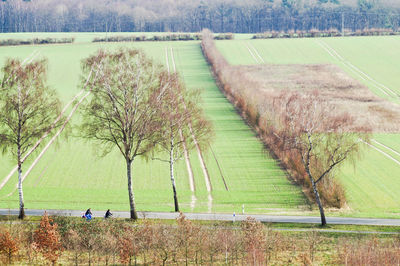 Trees on field