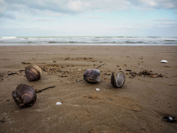 Close-up of crab on beach against sky