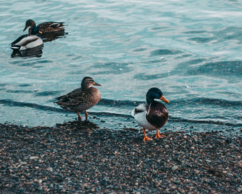 Ducks on a lake