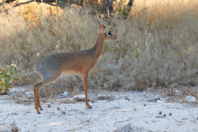 Side view of giraffe on field during winter