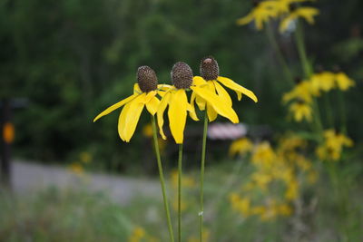 Close-up of yellow flower