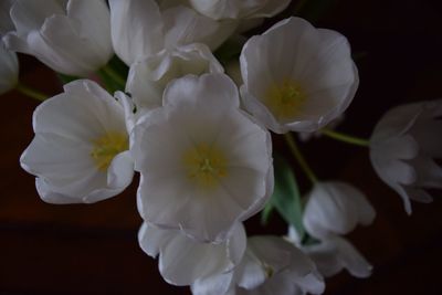 Close-up of white flowers