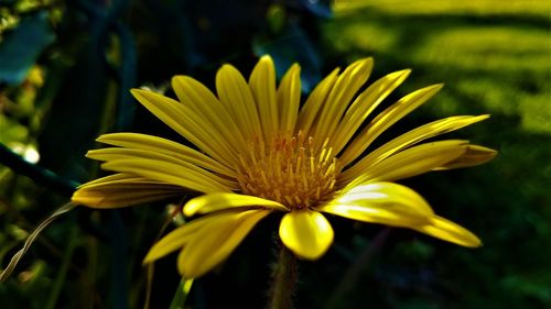 Close-up of yellow flower blooming outdoors