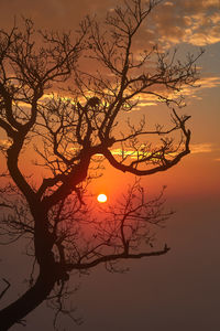 Low angle view of silhouette bare tree against orange sky