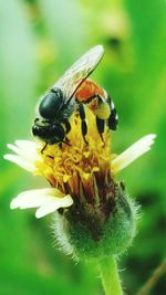 Close-up of bee on yellow flower
