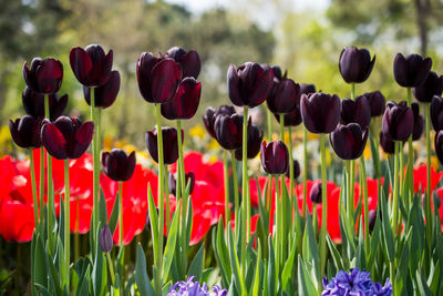 Close-up of maroon tulips on field