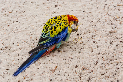 High angle view of parrot