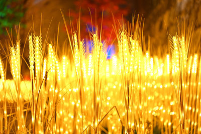 Close-up of illuminated plants growing on field