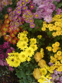 Close-up of yellow flowers blooming outdoors