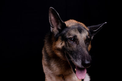 Close-up of a dog over black background