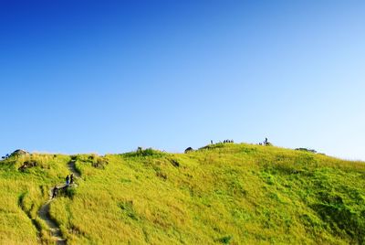 Scenic view of grassy field against blue sky