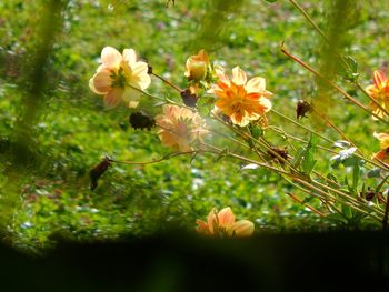 Close-up of flowers growing on plant