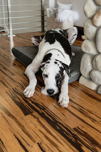 A very cute sad great dane dog laying on his bed over bamboo hardwood flooring.