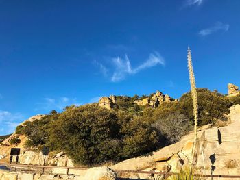 Low angle view of plants against sky