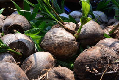 Close-up of fruits for sale at market