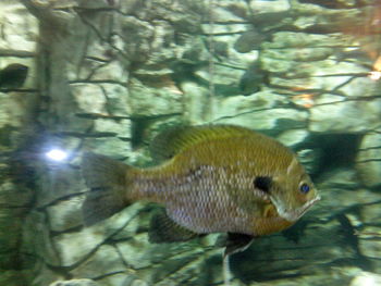 Close-up of fish swimming in aquarium