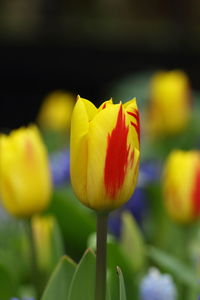 Close-up of yellow tulip