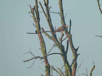 Low angle view of bird perching on tree against sky