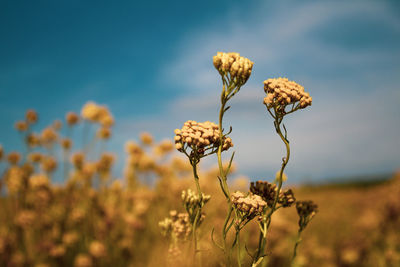 Close-up of wilted flower on field against sky