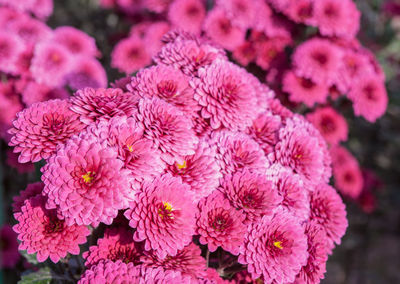 Close-up of pink flowers blooming outdoors