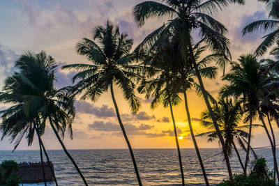 Palm trees on beach against sky during sunset