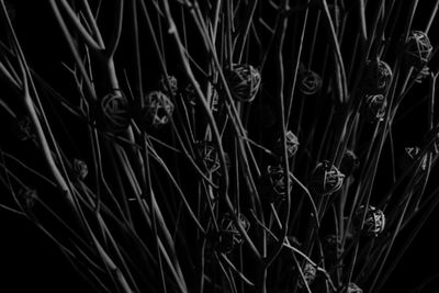 Close-up of grass in water