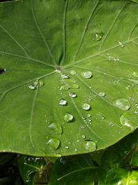 Close-up of wet leaves on rainy day